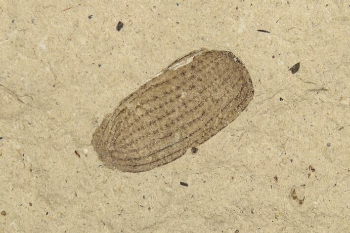 Fossil Beetle (Coleoptera) Elytron - Bois d’Asson, France #254219